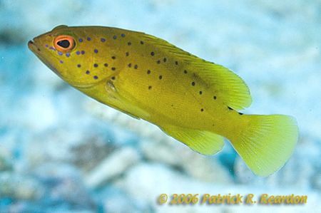 Nice colors on this Coney in the Golden phase. D100 in Tu... by Patrick Reardon 