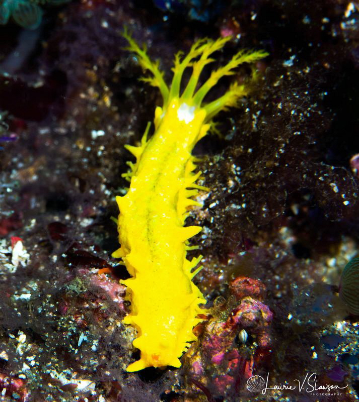 Yellow Sea Cucumber/Photographed with a Canon 100 mm macr... by Laurie Slawson 