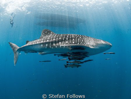 Sidewinder 

Whale Shark - Rhincodon typus

Sail Rock... by Stefan Follows 