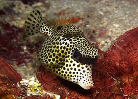Are you looking at me? Spotted trunkfish - Utila, Bay Isl... by Lisa Armstrong 