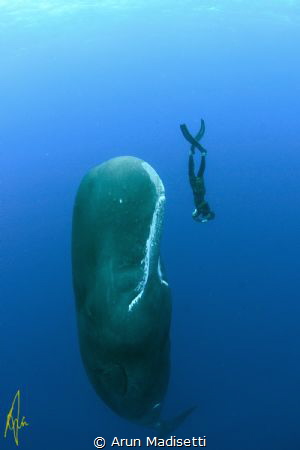 Freediver and Sperm Whale. (image taken under permit) by Arun Madisetti 