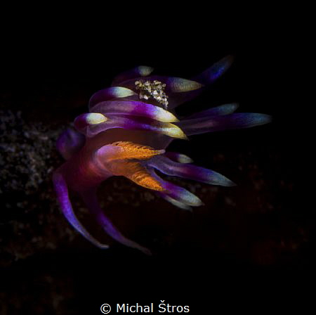 Flabellina exoptata in a strong current by Michal Štros 