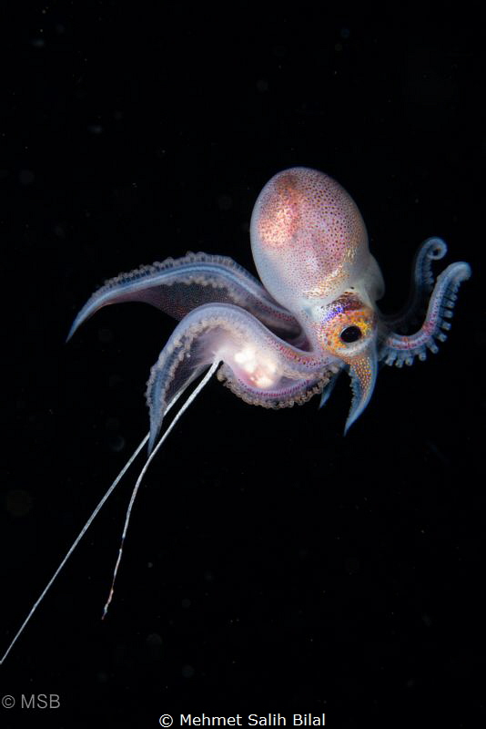 Male blanket octopus. by Mehmet Salih Bilal 