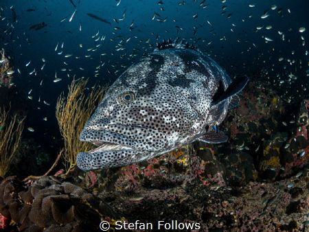 XL

Malabar Grouper - Epinephelus malabaricus

Sail R... by Stefan Follows 