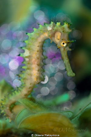 Seahorse (Hippocampus histrix)  
 by Oksana Maksymova 