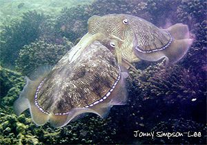 Mating Cuttlefish. Muskat, Oman. by Jonny Simpson-Lee 