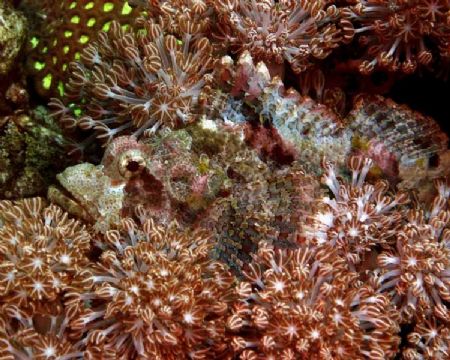 Try to find me now. Well hidden Papuan Scorpian Fish. Nik... by Patrick Burke 