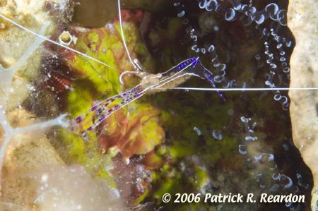 Pederson's shrimp with eggs. The corkscrew anemone these ... by Patrick Reardon 