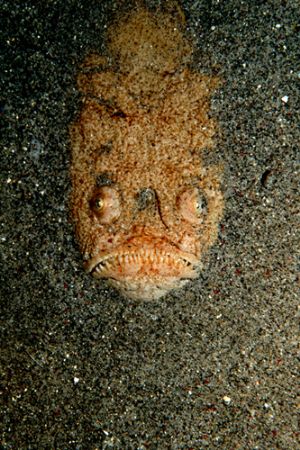 Stargazer, Gili Banta, Indonesia, 2005. Nikkor 60mm. by Chris Wildblood 