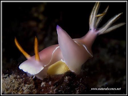 The new generation of Bullock’s Hypselodoris is on is way... by Yves Antoniazzo 