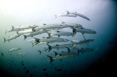 Barracudas, Maldives 2005, Nikkor 10.5mm by Chris Wildblood 