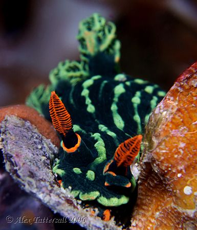 'Traffic light' nudi from last week in the Philippines !!... by Alex Tattersall 