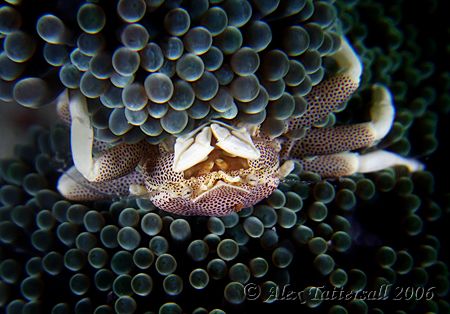 Porcelain Crab from the Philippines... had to fight off t... by Alex Tattersall 