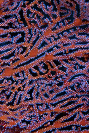 Detail of Gorgonian Coral by George Bouloukos 
