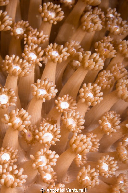 soft corals photographed in Seahorse Bay dive site, Nha T... by Antonio Venturelli 