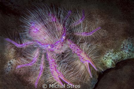 Hairy squat lobster by Michal Štros 