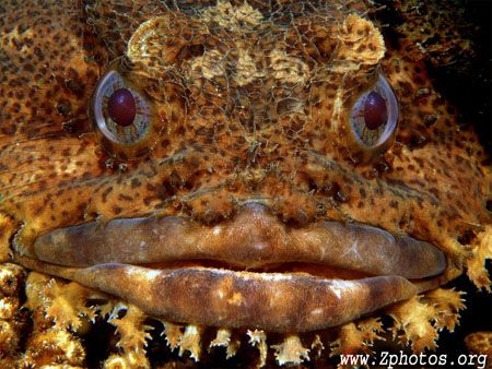 Oyster Toadfish and his big juicy lips =) by Zaid Fadul 