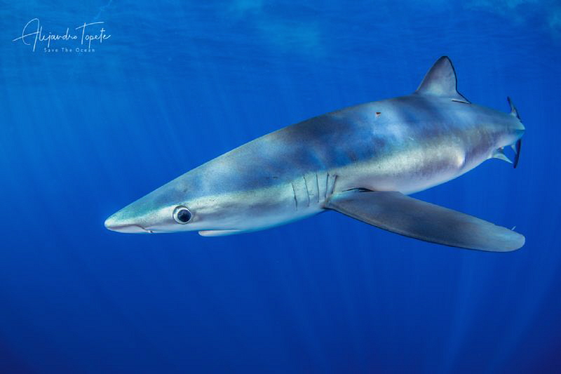 Blue Shark with Pilots, Cabo San Lucas México by Alejandro Topete 