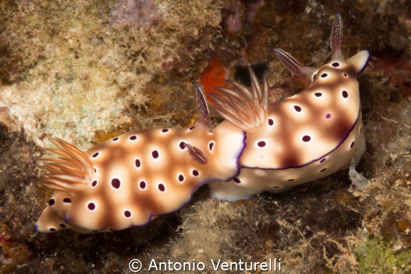 couple of nudibranchs, Seahorse Bay dive site, Nha Trang ... by Antonio Venturelli 