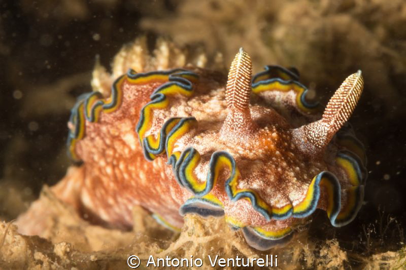 nudibranch glossodoris cincta by Antonio Venturelli 
