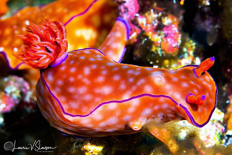 Ceratosoma trilobatum/Photographed with a 100 mm macro le... by Laurie Slawson 