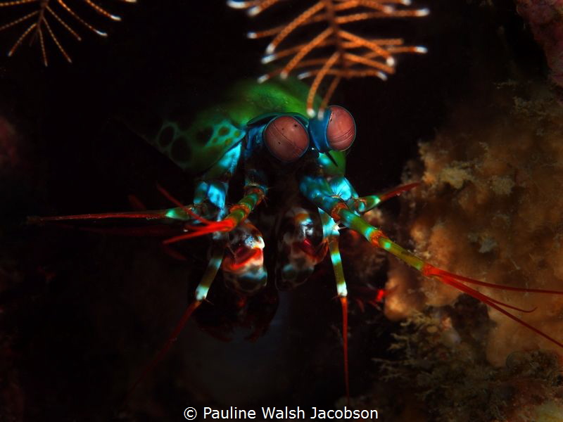 Peacock Mantis Shrimp, Odontodactylus scyllarus, Lembeh by Pauline Walsh Jacobson 
