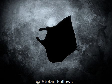 Moon Dreams

Manta Ray - Mobula alfredi

Manta Point,... by Stefan Follows 