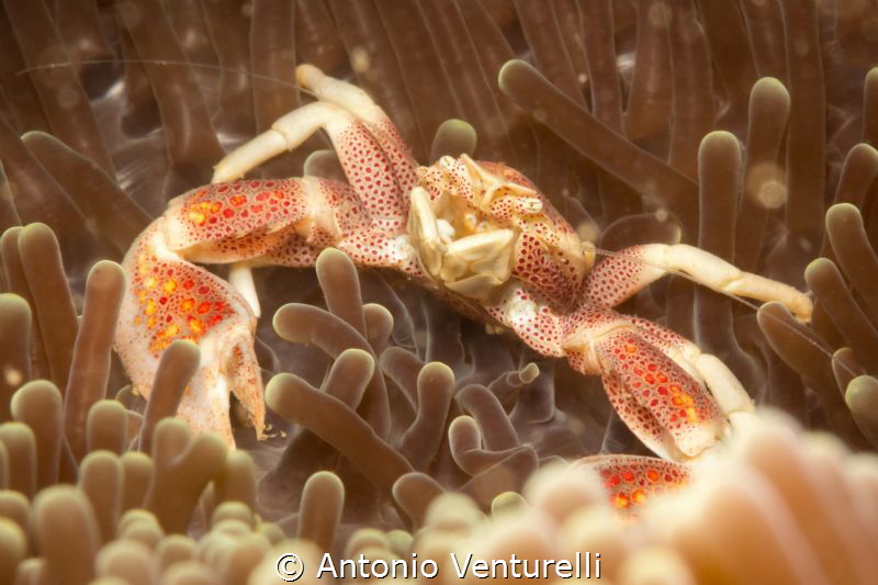 porcellain crab by Antonio Venturelli 