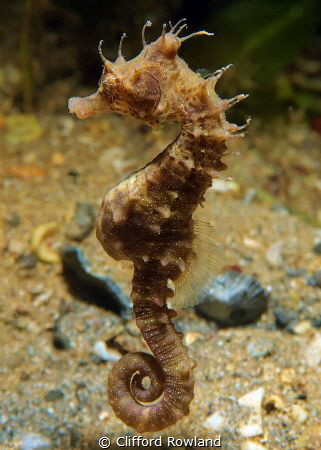 A nice little sea horse . Impossible to spot during the d... by Clifford Rowland 