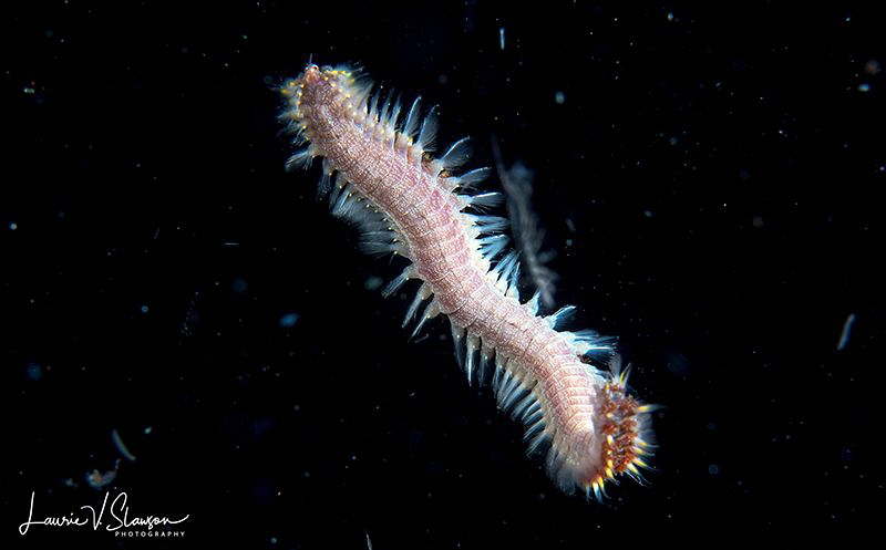 Fire Worm/Photographed with a Canon 60 mm macro lens duri... by Laurie Slawson 