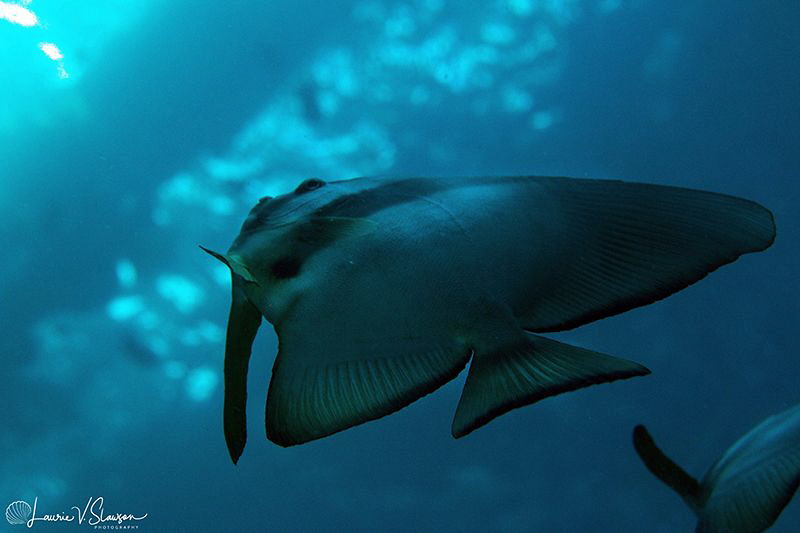 Longfin spadefish under a pier/Photographed with ambient ... by Laurie Slawson 