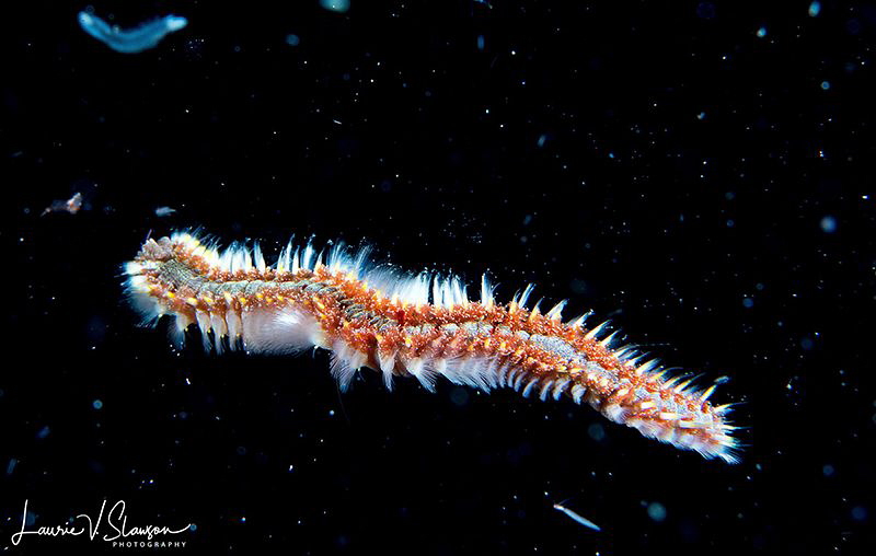 Fireworm/Photographed on a bonfire dive with a Canon 60 m... by Laurie Slawson 