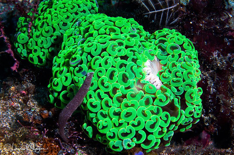 Anchor coral/Photographed with a Canon 60 mm macro lens a... by Laurie Slawson 