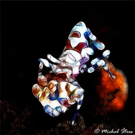 Harlequin shrimp by Michal Štros 