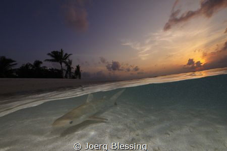 Baby blacktop in the shallow by Joerg Blessing 