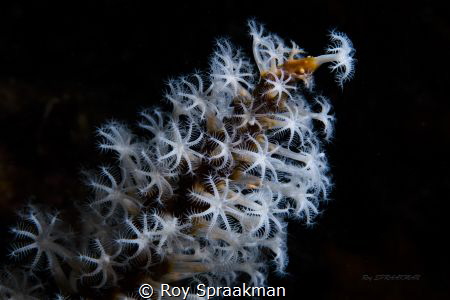Carijoa.sp Coral. Prolific on pylons of Port Hughes Jetty... by Roy Spraakman 