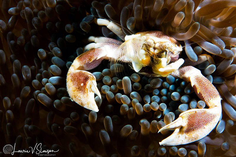 Spotted porcelain crab/Photographed with a Canon 60 mm ma... by Laurie Slawson 