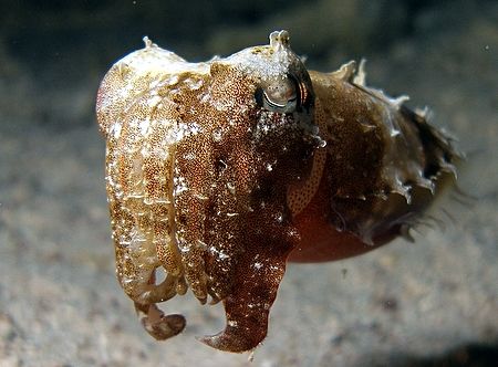 Cuttlefish at Ras Caty with Olympus SP350 by Anel Van Veelen 