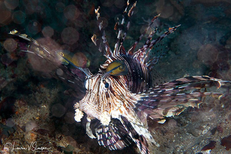 Lionfish/Photographed with a Canon 60 mm macro lens at Al... by Laurie Slawson 