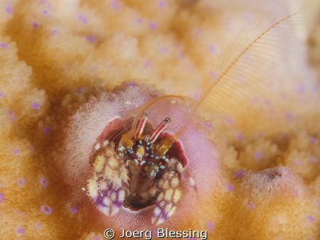 Tiny coral hermit crab! Living in an abandoned Christmas ... by Joerg Blessing 