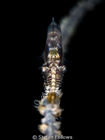 Head-On

Sawblade Shrimp - Tozeuma armatum

Chaloklum... by Stefan Follows 