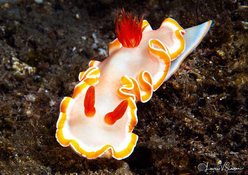 Glossodoris sp./Photographed with a Canon 60 mm macro len... by Laurie Slawson 