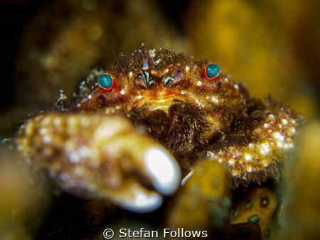 Ol' Bule Eyes

Furry Coral Crab - Cymo melanodactylus
... by Stefan Follows 