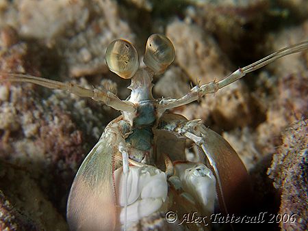 Mantis shrimps never get dull do they. This one was a gol... by Alex Tattersall 