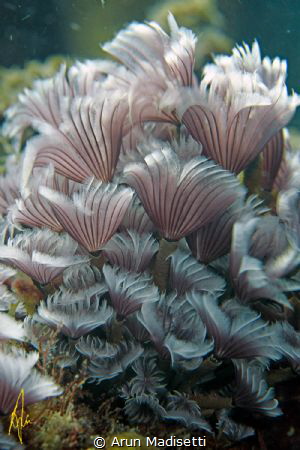 A lovely bunch of....social feather duster worms. by Arun Madisetti 