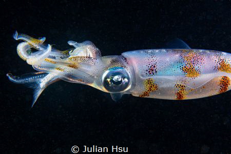 Squid feeding by Julian Hsu 