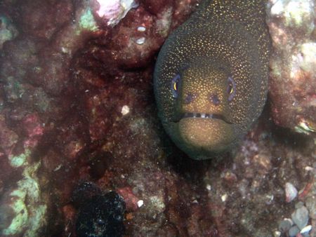 Goldentail Moray-Stetson Bank by Angie Walden 