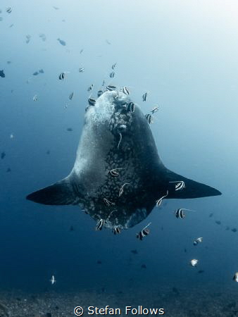 Hang Around

Bump-Head Sunfish - Mola alexandrini

Gi... by Stefan Follows 