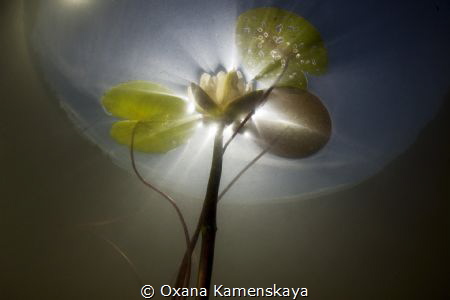 Water lily. Tver' Russia. by Oxana Kamenskaya 