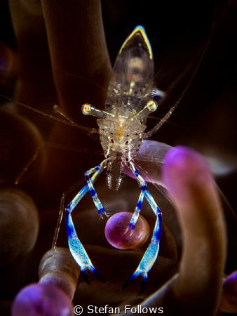 Audacious 

Dancing Anemone Shrimp - Ancylomenes holthu... by Stefan Follows 